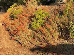 Image result for Lysimachia tenuicaulis