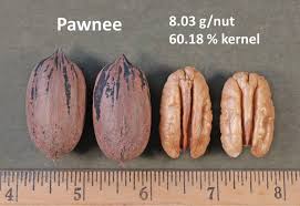 Comparison Of Different Pecan Trees Perfect Plants Nursery