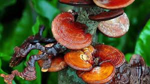 Image result for Ganoderma lucidum