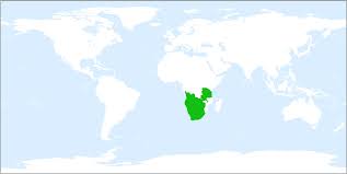 Image result for Schizocarphus nervosus