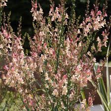 During the flowering season, annual flowers tend to bloom for longer periods of time, but when their season is perennial flowers and plants, on the other hand, if cared for properly, can last for years upon years. Linaria Peachy Paddock Plants Buy Online Uk