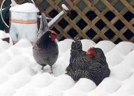 Check spelling or type a new query. Try Winter Brooding Chicks Hgtv