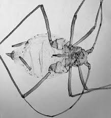 Image result for Humularia submarginalis