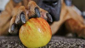 Can Dogs Eat Apples Are Apples Safe For Dogs Dogtime