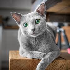 Maybe you would like to learn more about one of these? These Gorgeous Russian Blue Cats Have The Most Mesmerizing Eyes Bored Panda