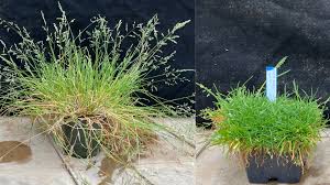 Image result for Poa annua