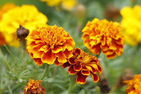 Christian, aztec, hindu, and many other religions have associated this flower with the sun and resurrection for thousands of years. October Birth Flower The Marigold Teleflora Blog