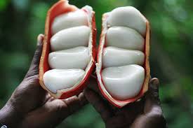 Image result for Cola natalensis