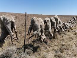 I24news provides a unique voice in international news with its focus on israel and the middle east as well as covering all the major issues. Pics Grisly Discovery Eastern Cape Farmer Finds 18 Sheep Carcasses On His Fence News24