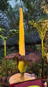 Image result for Rinorea brachypetala