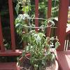 Full grown roma tomato plant. 1