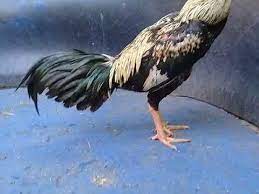Warna ayam pamangon wido yang bagus. Gambar Terkait Dengan Ayam Birma Wido