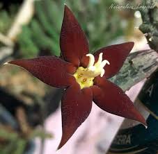 Image result for Piaranthus atrosanguineus