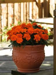 Check spelling or type a new query. Easy Plants To Grow In Pots Hgtv