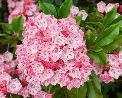 This is the time of year i walk around and any time i see a mountain laurel i take in a long, deep breath. Planting And Caring For Mountain Laurel Calico Bush Mygarden Com