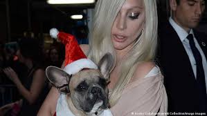 Lady gaga's dog walker was shot and two of her french bulldogs were stolen during an armed robbery in hollywood. Iwo2b3efz9oswm