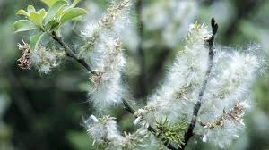 Image result for Goat Willow