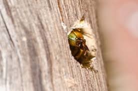 The exceptions are the honeybee and bumble bees. Hamptons East End Long Island Bee Removal