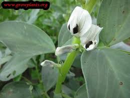 Maybe you would like to learn more about one of these? Fava Bean Plant How To Grow Care