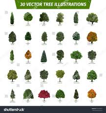 Types of trees in india with pictures and names the tree lists contain links to tree pictures, facts and descriptions about hundreds of tree species that live in north america, europe and the rest of the world Thirty Different Tree Sorts With Names Illustrated Tree Types And Specimens Ash Fir Oak Walnut Chestnut Cher Vector Trees Tree Illustration Illustration