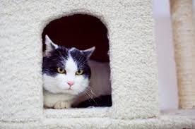 Kedi Islam Da Ozel Bir Hayvandir Trt Haber Foto Galeri