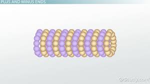 Check spelling or type a new query. Microtubules Definition Functions Structure Video Lesson Transcript Study Com