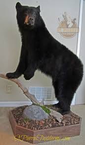 Black Bear Half Mounts Prices Custom Life Size Black Bear Mount By St Pierre S Taxidermy The American Black Bear Is A Medium Sized Bear Native To North Bear Mounts Bear Species Taxidermy