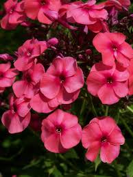 Perennial Pleasures Nursery Phlox Caspian Has Brilliant Late Color A Dark Salmon With A Magenta Eye Garden Nursery Perennials Flowers