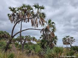 Image result for Hyphaene