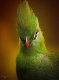 Image result for Turraea fischeri