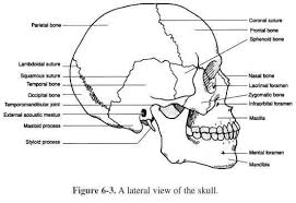 Lateral Skull View Medical School Stuff Anatomy And Physiology Skeletal