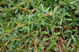 Image result for Sesuvium