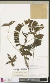 Image result for Orthopichonia seretii