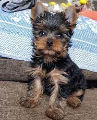 14 Tips For Choosing A Yorkshire Terrier Puppy Petpress Yorkshire Terrier Puppies Yorkshire Terrier Yorkie Puppy For Sale