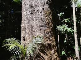 Image result for Eucalyptus grandis