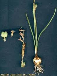 Image result for Dipcadi vaginatum