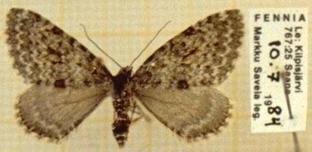 Image result for Entephria byssata