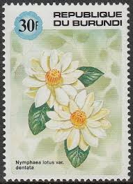 Image result for Triceratorhynchus viridiflorus