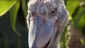Metal dining table legs australian animals clip. The Dark Side Of Shoebill Chicks Africa Bbc Earth Youtube
