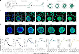Enter your current xp, fealty, and the skill you want to train. Gpseq Reveals The Radial Organization Of Chromatin In The Cell Nucleus Nature Biotechnology
