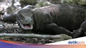 Reptil ini ini hanya menyebar terbatas di beberapa pulau kecil di nusa. Sebelum Bertemu Komodo Kenali Dulu Bahayanya