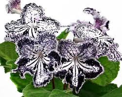 Image result for Streptocarpus erubescens