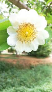 Image result for Oncoba