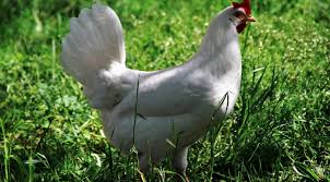 Arti mimpi ayam putih, ini merupakan sebuah pertanda baik. Arti Sebenarnya Mimpi Melihat Ayam Putih Menurut Primbon Jawa