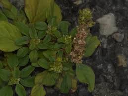 Image result for Amaranthus blitum