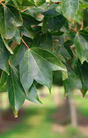Image result for Acer buergerianum