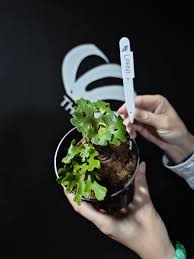 Image result for Platycerium