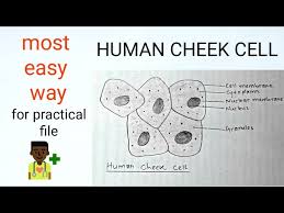 Cytoplasm complete the following chart: How To Draw Human Cheek Cell Most Easy Way Step By Step Youtube