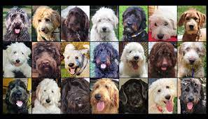 Doodle Rescue Collective Inc Labradoodle Doodle Dog Cute Doodles