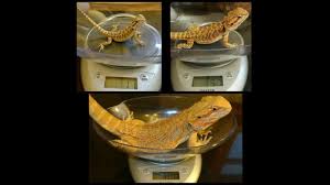 Mar 29, 2021 · bearded dragons reach their full size by 18 months old. How Fast Do Bearded Dragons Grow Youtube